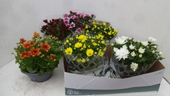 Chrysanth Mix 6 Mix 23Ø 27cm
