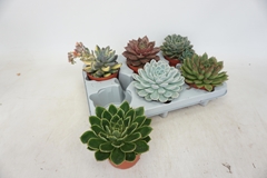 Echeveria Mix 10Ø 12cm