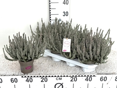 Calluna Garden Girls Fluffy 11Ø 25cm