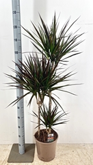 Dracaena Magenta 24Ø 130cm