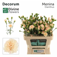 Dianthus Spray Menina 60cm