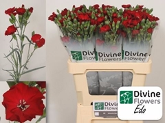Dianthus Spray Single Solomio Edo 52cm