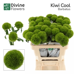 Dianthus Barb Kiwi Mellow Cool 55cm