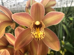 Cymbidium Mini Royal Peach 40cm