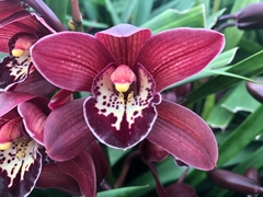 Cymbidium Mini Roy 30cm