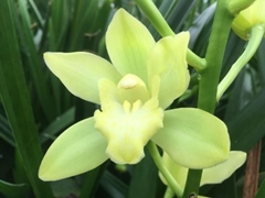 Cymbidium Mini Limoncello 50cm