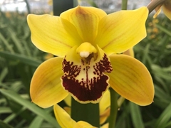 Cymbidium Mini Vera 50cm