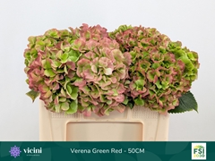 Hydrangea Verena Classic 50cm 16-18cm Hd