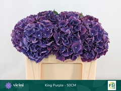 Hydrangea Royal King 50cm 14-16cm Hd