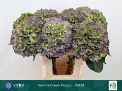Hydrangea Verena Blue Classic 80cm 20-22cm Hd