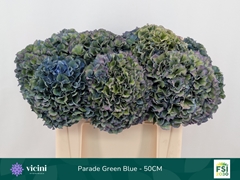 Hydrangea Royal Parade Classic 50cm 16-18cm Hd