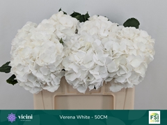 Hydrangea White Verena 50cm 16-18cm Hd