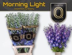 Delphinium Double Delphi's Morninglight 100cm