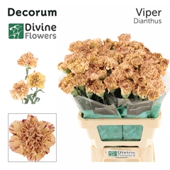 Dianthus Single Viper 60cm