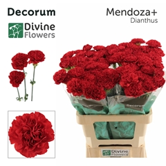 Dianthus Single Mendoza+ 60cm