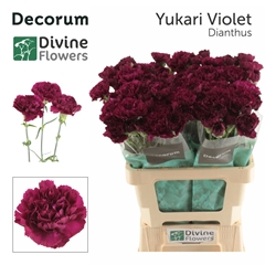 Dianthus Single Yukari Violet 60cm