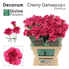 Dianthus Single Cherry Damascus+ 60cm