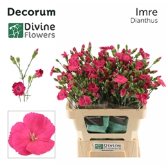 Dianthus Spray Single Solomio Imre 60cm