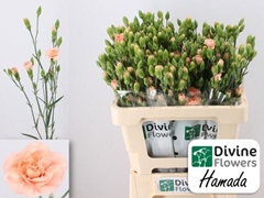 Dianthus Spray Hamada 60cm