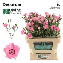 Dianthus Fiorino Iris 60cm