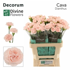 Dianthus Single Cava 60cm