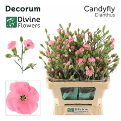 Dianthus Spray Single Solandis Candyfly 60cm