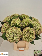 Hydrangea Royal Love Classic 80cm 18-20cm Hd