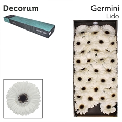 Gerbera Mini Black Center Lido 45cm 7cm Hd