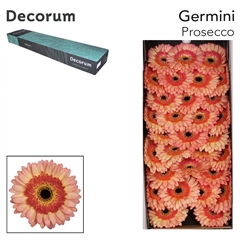 Gerbera Mini Black Center Prosecco 45cm 7cm Hd