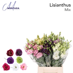 Eustoma Double Mix 45cm