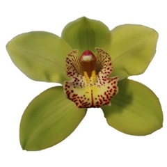 Cymbidium Melissa 50cm