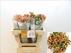 Hypericum Magical Royal Princess 50cm