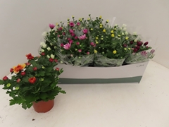Chrysanth Mix 5 Colours 12Ø 25cm