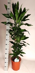 Dracaena Janet Lind 24Ø 145cm