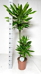 Dracaena Gold Coast 24Ø 140cm