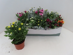 Chrysanth Mix 5 Colours 12Ø 25cm