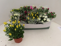 Chrysanth Mix 5 Colours 12Ø 25cm