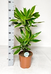 Dracaena Gold Coast 21Ø 85cm