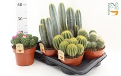 Cactus Mix 17Ø 24cm