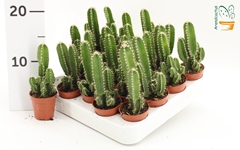 Cereus Pe Florida 5Ø 10cm