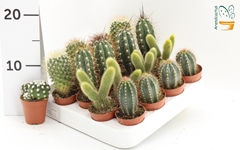 Cactus Mix 5Ø 10cm