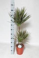 Dracaena Bicolor 21Ø 105cm