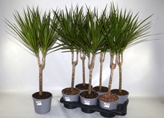 Dracaena 17Ø 75cm