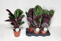 Calathea Medallion 17Ø 60cm