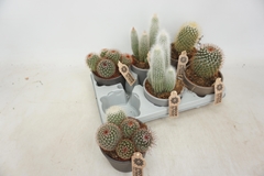 Cactus Mix 10Ø 18cm