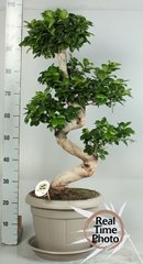 Ficus Microcarpa Ginseng 35Ø 110cm