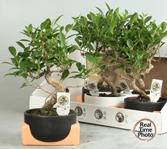 Bonsai Mix 16Ø 30cm