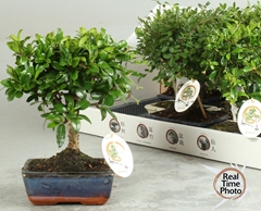 Bonsai Mix 15Ø 20cm