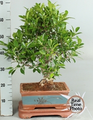 Bonsai Mix 40Ø 50cm