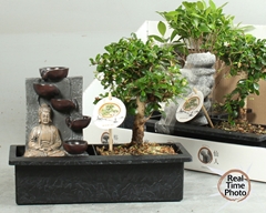 Bonsai Mix 29Ø 30cm